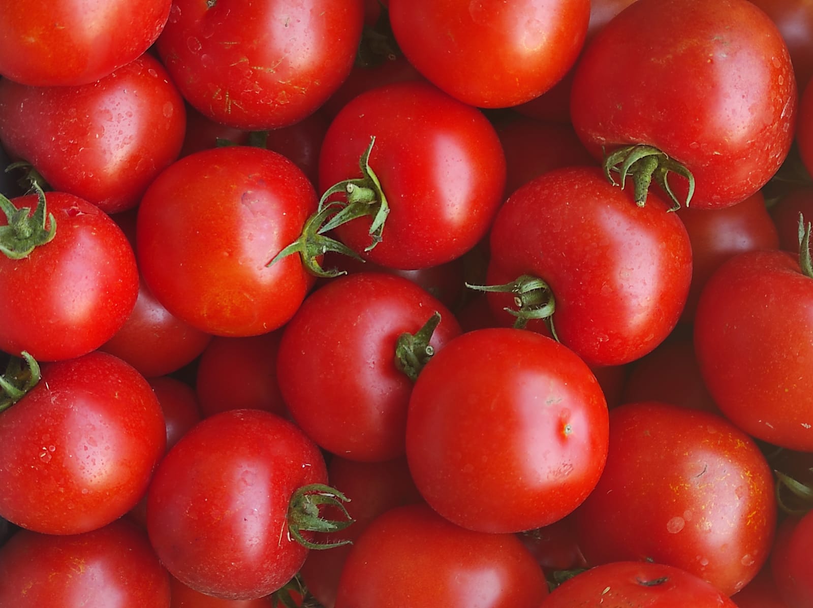 Tomates rondes (500g) - La Ferme des Buis